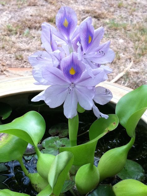 Water hyacinth adds color and a bit of shade to a water lily bowl. Water Lily Plant, Aquatic Flowers, Hyacinth Plant, Floating Pond Plants, Water Garden Plants, Underwater Plants, Lily Garden, Floating Plants, Pond Plants