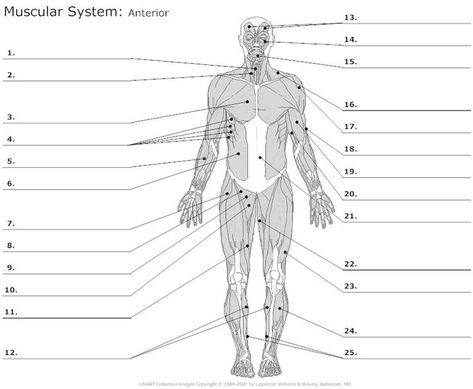 Related image Muscular System For Kids, Anatomi Dan Fisiologi, Skeletal System Anatomy, Human Body Muscles, Muscular System Anatomy, Human Muscular System, Skeletal And Muscular System, Muscle Diagram, Human Body Worksheets