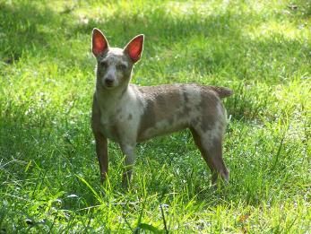 Rat Terrier Colors Rat Terrier Drawing, Rat Terriers Dogs, Rat Terrier Puppies, Chocolate Dog, Carmel Color, Rat Terrier Dogs, Dog Pearls, Rat Terrier Mix, Volksrod Rats