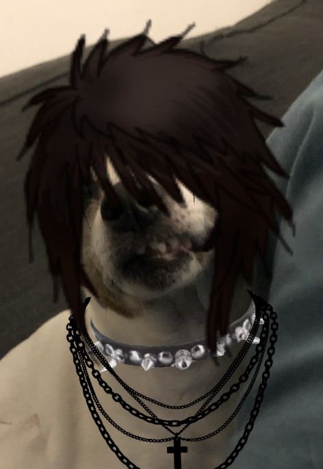 Emo Dog Pfp, Emo Funny Pictures, Emo Animals, Emo Dog, Emo Meme, Emo Phase, Christian Motivation, Profile Pics, My Dog