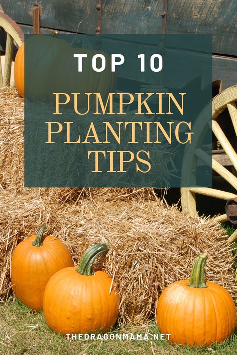 Grow your own pumpkin patch. Pumpkin Planting, Pumpkin Patch Garden, Planting Pumpkins, Miracle Grow, Shade Tent, Patch Top, Growing Pumpkins, Amazon Affiliate Marketing, Healthy Seeds