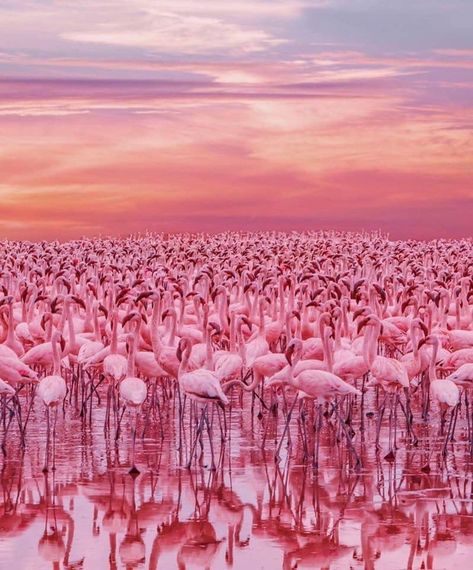 Flamingos in Kenya Flamingo Pictures, Strange Photos, Pink Clouds, Jolie Photo, Pink Flamingos, Beautiful Creatures, Nature Beauty, Beautiful Birds, Vacation Trips