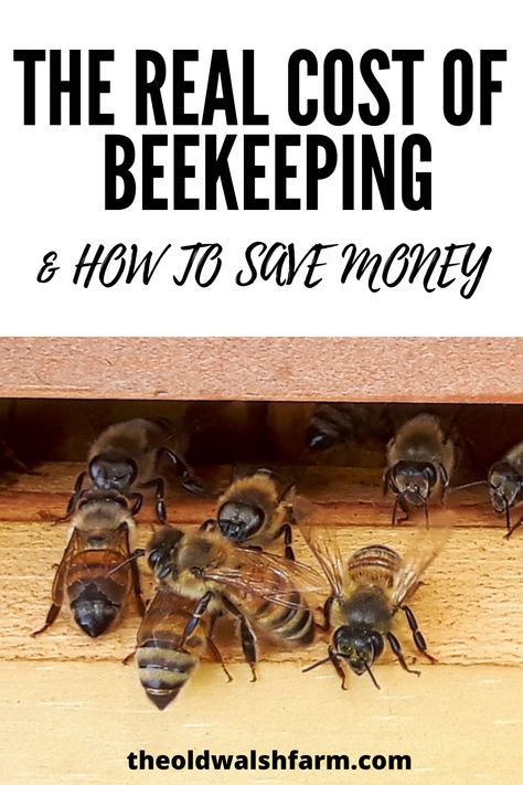 Small Bee Hive, How To Start Beekeeping, Honey Bee Farming, Honey Bees Keeping, Bee Farming, Bee Hive Plans, Backyard Bee, Beekeeping For Beginners, Bee Swarm