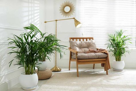 These are the types of palm trees that you can grow inside your house, according to experts. Small palm trees are a reminder that a vacation isn't far away—and these plants add gorgeous green texture to your interior. Exotic House Plants, Palm Tree Decor, Indoor Vines, Understory Plants, Best Wall Colors, Small Palm Trees, Casa Interior, Indoor Tree, Living Room Plants