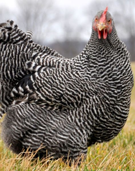 Barred Plymouth Rock Chickens, Barred Plymouth Rock, Barred Rock Chickens, Plymouth Rock Chicken, Laying Chickens Breeds, Best Egg Laying Chickens, Rock Day, Day Old Chicks, Egg Laying Chickens