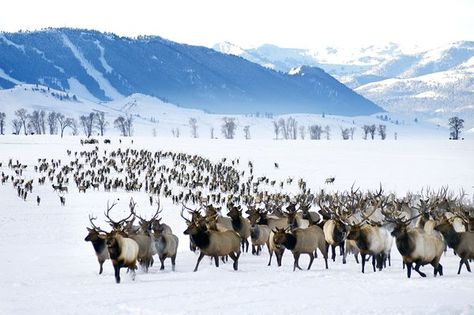 National Elk Refuge, Wyoming Photograph by Ted Wood, Aurora The National Elk Refuge in Jackson, Wyoming, is the winter home to the largest elk herd in the U.S. Visitors can view the elk from a car, on foot, or on a horse-drawn sleigh ride. Elk Pictures, Wyoming Travel, Jackson Wyoming, Zen Moments, Jackson Hole Wyoming, Jackson Hole, Yellowstone National Park, Vacation Spots, Wyoming