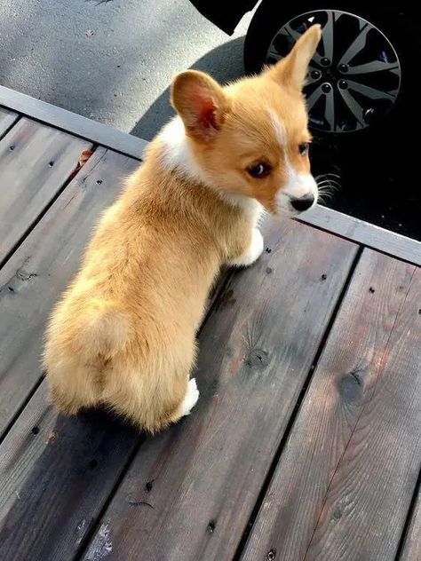 Corgi Facts, Cute Corgi Puppy, Pembroke Welsh Corgi Puppies, Welsh Corgi Puppies, Corgi Funny, Corgi Puppy, Cute Corgi, Pembroke Welsh Corgi, Corgi Dog