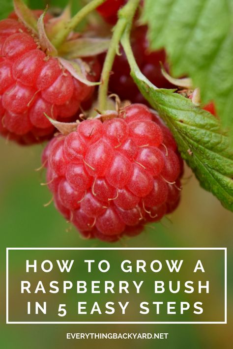 Raspberry Plant, Raspberry Trellis, Diy Haircare, Raspberry Bush, Growing Raspberries, Raspberry Plants, Fall Clean Up, Fruit Bushes, Growing Veggies