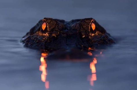 Crocodile Eyes, Myakka River State Park, Florida Parks, Haint Blue, By Any Means Necessary, Crocodiles, Reptiles And Amphibians, Animal Wallpaper, Nature Animals