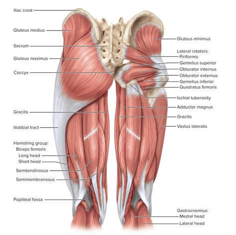 Muscles Worksheet, Hip Muscles Anatomy, Body Muscle Anatomy, Inside Human Body, Muscular System Anatomy, Anatomy Education, Physical Therapy School, Human Muscle Anatomy, Anatomy Images