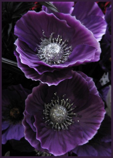 Purple Poppies    Papaveraceae (poppy family)     #OPIEuroCentrale #WantToBiteMyNeck Bonsai Diy, Purple Poppy, Seed Pots, Purple Poppies, Purple Garden, Purple Love, Exotic Flowers, Poppy Flower, Flower Beauty