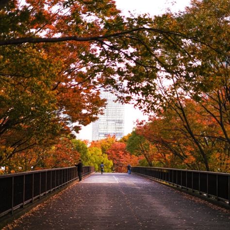 Koyo in Tokyo, Yoyogi Park.  #autumn #Japan #Nature #Koyo Japanese Autumn, Japan Nature, Yoyogi Park, Tokyo, Country Roads, Blogger, Japan, Road, Travel