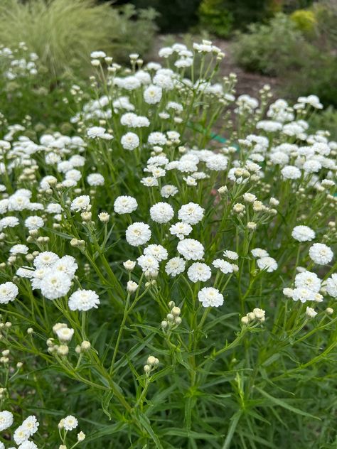 As far as Yarrows go, one of my favorites is Peter Cottontail. This long blooming perennial has a beautiful mounding habit. The singular white flowers look similar to Baby’s Breath but are much larger. Grown in full sun to part shade locations, ‘Peter Cottontail’ is a drought tolerant perennial. Although a famous rabbit is referenced in the name, ‘Peter Cottontail’ Yarrow is a deer and rabbit resistant perennial. What is your favorite Yarrow? Peach Yarrow, Proven Winners Perennials, Yarrow Plant, Deer And Rabbit, Long Blooming Perennials, Drought Tolerant Perennials, Garden Calendar, Peter Cottontail, Backyard Diy