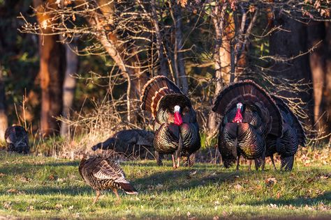 8 Sounds Turkeys Make and What They Mean Female Turkey, Turkey Hunt, Turkey Calls, Turkey Calling, Texas Parks, Wide Open Spaces, Hunting Blinds, Wild Turkey, Turkey Hunting