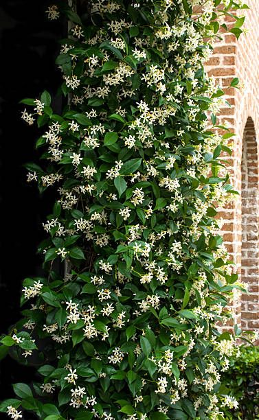 Bonito, Nature, Common Jasmine Plant, Climbing Jasmine Vines, Star Jasmine Trellis, Jasmine Tree, Jasmine Garden, Arabian Jasmine, Jasmine Vine