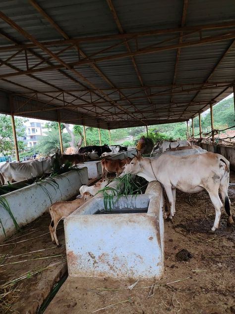 We (Datapro Computers Pvt Ltd ) sponsored one load of green grass for cows at Sri Sri Sri Gnanananda Ashramam at Hanumanthawaka. Visakhapatnam. #datapro #donated #service #cowsfeeding #cows #food #feeding #grass #humanity #animals #animallovers #animalcare #calf #calffeeding #feed #help #helpful #helpingothers #helping #helped #god #vizag #visakhapatnam #siripuram #mvp #dwarakanagar #gajuwaka #pendurthi #andhrapradesh #india Cow Feeding, Cow Feed, Cow Farm, Sri Sri, Visakhapatnam, Farm Design, Green Grass, Pet Care, Cow