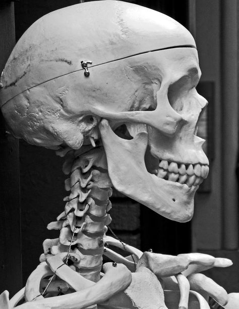 Skull Skull Profile, Skull Anatomy, Skull Reference, Head Anatomy, Skeleton Anatomy, Skull Model, 4 Tattoo, Human Skeleton, Geniale Tattoos