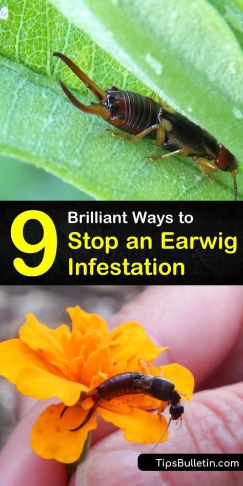 Earwigs In House, Getting Rid Of Earwigs, Rid Of Bed Bugs, Earwigs, Kitchen Scraps, Natural Mosquito Repellant, Bottle Garden, Large Numbers, Diatomaceous Earth