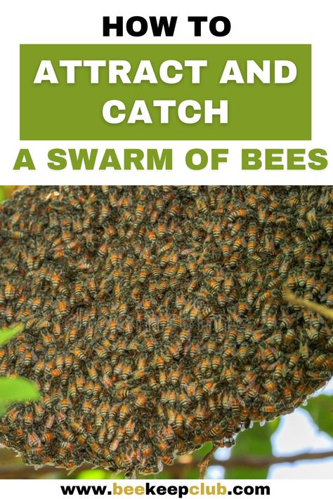 How To Attract Bees To A Hive, Honey Business, Backyard Bees, Honey Bee Swarm, Drone Aircraft, Clean Lungs, Bee Catcher, Backyard Beehive, Bee Keeping Hives