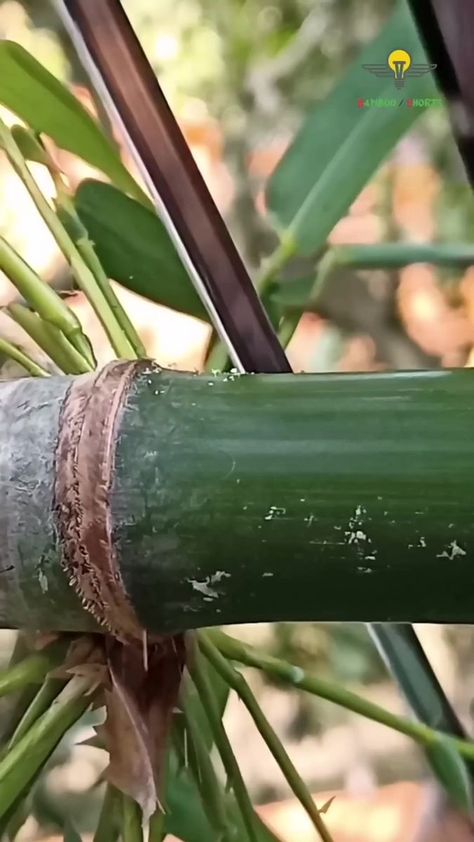 Homemade Slingshot, Diy Slingshot, Oily Skin Face, Survival Skills Life Hacks, Green Bamboo, Top Memes, Homemade Tools, Animal Games, Baby Crafts