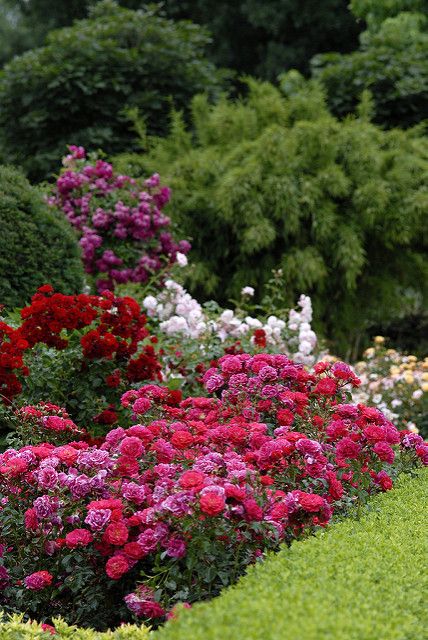 Flower Carpet roses - mixed colors in the landscape. | Flickr - Photo Sharing! Carpet Roses, Rose Garden Landscape, Landscaping With Roses, Ground Cover Roses, Flower Carpet, Porch Flowers, Walkway Ideas, Red Plants, Garden Walkway