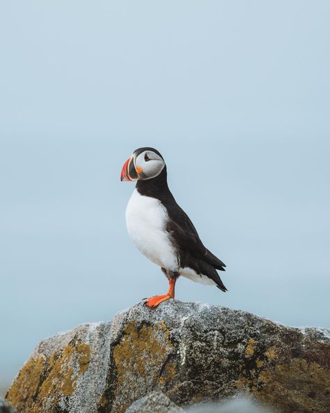 A Maine puffin // Trying to get my feed back into summer Maine vibes🐧❤️🌲 Summer In Maine Aesthetic, Maine Lifestyle, Maine Vibes, Summer In Maine, Maine Aesthetic, Beautiful Nature, Maine, Design Inspiration, Collage