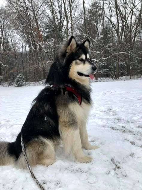 Alaskan Dog, Big Fluffy Dogs, Malamute Husky, Dog Crossbreeds, Malamute Dog, Malamute Puppies, Cute Dog Photos, Super Cute Animals, Alaskan Malamute