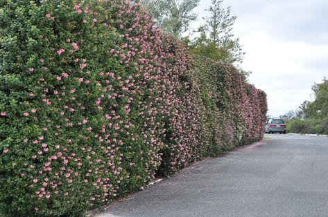 Escallonia x enoniensis Escallonia Zone 7 H: 5-10ft S: 5-10ft Carolina Cherry Hedge, Rosa Rugosa Hedge, Escallonia Hedge, Griselinia Hedge, Mahonia Aquifolium, Western Washington, Design Course, Image Types, Photo Reference