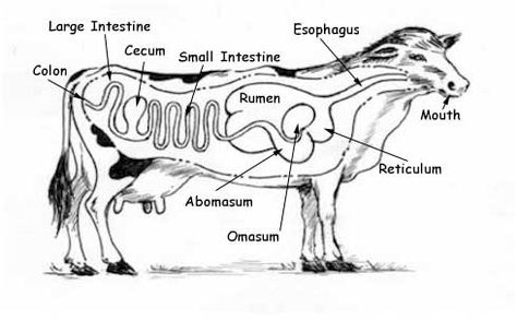 we leanred about the digestive system and how it worked in cows and other animals Ruminant Digestive System, Cow Digestive System, Digestive System Diagram, Vet Life, The Digestive System, Vet School, Horse Camp, Sheep Breeds, Healing Waters