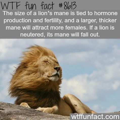 Funny Facts Mind Blowing, Lion Facts, Unbelievable Facts, Lion Mane, Funny Dachshund, Animal Facts, Funny Dog Videos, A Lion, History Facts