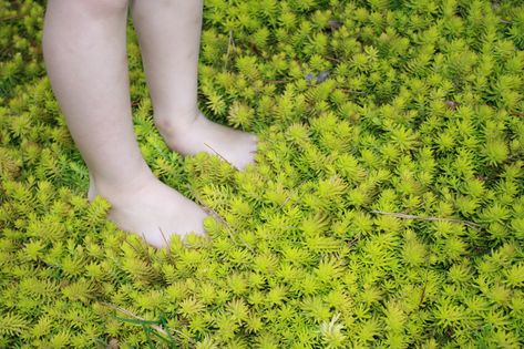 Angelina Sedum Shines in Winter Landscapes | Gardening in the Panhandle Angelina Sedum, Sedum Angelina, Sedum Ground Cover, Sedum Garden, Porch Appeal, Country Cottage Garden, Garden Site, English Country Cottage, Winter Landscapes