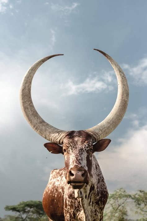 Agriculture Pictures, Nguni Cows, Nguni Cattle, Ranch Animals, Deer Photos, Cow Pictures, Bull Horns, Farm Lifestyle, Beautiful Scenery Pictures