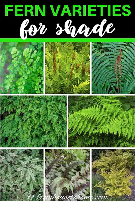 Who knew there were so many winter hardy fern varieties? Short or tall ferns, evergreen ferns, native plants, some that like shade and even some that survive in the sun...there's a perennial fern for every garden landscape! #fromhousetohome #ferns #shadegarden  #shadeperennials #gardening Climbing Shade Plants, Tall Shade Plants, Tall Perennial Flowers, Indoor Shade Plants, Fern Varieties, Shade Plants Container, Best Plants For Shade, Evergreen Ferns, Blooming Perennials