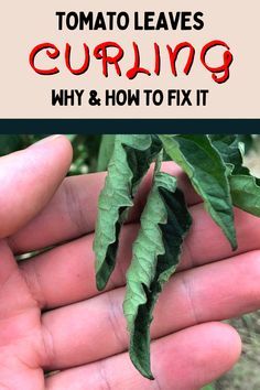 Tomato Leaves Curling Up, Fertilizing Tomato Plants, Tomatoe Plant Care, Tomato Plants Growing Tips In Pots, Tomato Leaf Problems, Pepper Plant Problems, Tomato Plants Growing Tips, Tomato Leaves Curling, Potted Tomato Plants