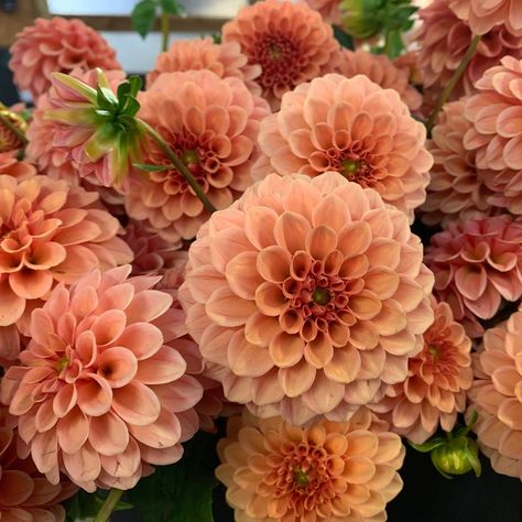 Dahlias In Pots, Dahlias Bouquet, Wedding Dahlias, Dahlias Flower, Steve Adams, Autumn Wedding Flowers, Flower Arrangement Wedding, Dahlias Wedding, Dahlia Bouquet