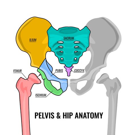 Here's What It's Like Living With Coccydynia | Pain Resource Pelvis Diagram, Hip Bone Drawing, Bones Diagram, Bone Diagram, Pelvic Anatomy, Pelvis Bone, Female Pelvis, Pelvis Anatomy, Hip Anatomy