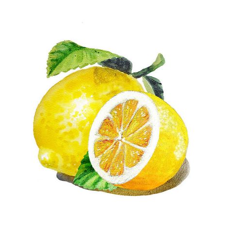 Lemon Paintings for Kids Lemon Drawing, Lemon Watercolor, Lemon Painting, Fruits Drawing, Lemon Art, Art Fruit, Watercolor Fruit, Lemon Decor, Fruit Painting