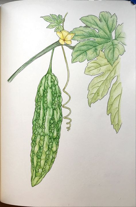 Bitter Gourd Drawing, Botanical Sketching, Vegetables Painting, Vegetable Drawing, Leaves Sketch, Vegetable Painting, Chicken Ham, Vegetable Illustration, Bitter Melon