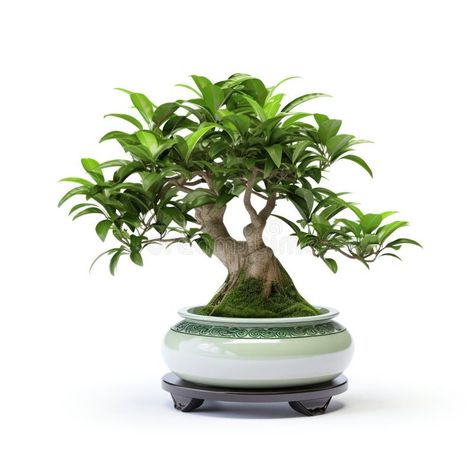 Ficus microcarpa ginseng tree in a ceramic pot. Bonsai isolated on white background. stock images Ficus Microcarpa Ginseng, Ginseng Bonsai, Ficus Ginseng Bonsai, Ficus Ginseng, Pot Bonsai, Ficus Microcarpa, Small Potted Plants, Ceramic Pot, Vector Background