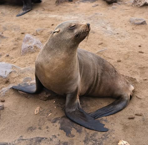 Cape fur seal posing Cape Fur Seal, Seal Anatomy, Seal Character Design, Seal Reference, Seal Photography, Animals In Africa, Island Artwork, Leopard Seal, Grey Seal