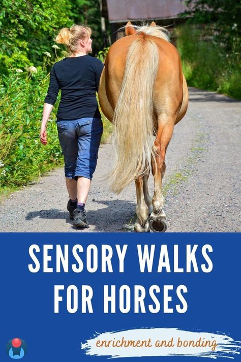 A woman walks a palomino horse down a road. White overlay text on blue background reads Sensory Walks for Horses. Enrichment and bonding. To lower left, Enriching Equines logo. Unmounted Horse Activities, Equine Enrichment, Sensory Walk, Horse Training Ground Work, Small Barns, Mini Horses, Horse Lessons, Horse Exercises, Horses Equestrian