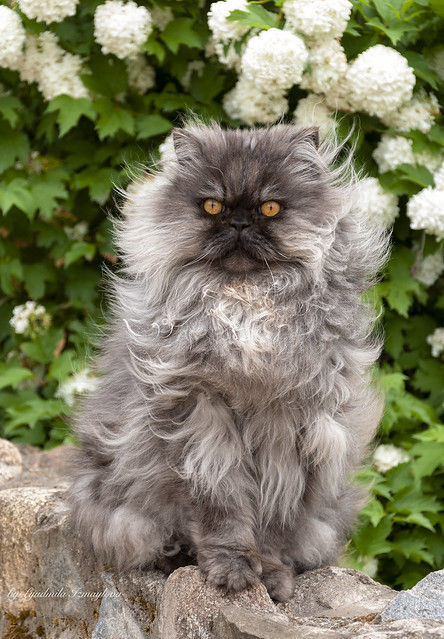 Discover the financial aspects of owning a Persian cat. From adoption fees to grooming and healthcare, plan responsibly for this elegant and affectionate breed. 🐾 #PersianCats #FluffyFelines #FurryFriends #CuteKitties #PurrfectPets #PersianPride #CatsofPinterest #FelineLove #AdorableAnimals #MeowMonday Persian Shorthair Cats, Persian Longhair, Persian Cat Kitten, Curly Haired Cat, Anime Cat Art, Wc Oc, Aesthetic Cat Drawing, Character Moodboard, Over Watch