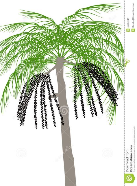 Acai Tree, Acai Palm Tree, Tree Care, Fruit Trees, Drawing Reference, Palm Trees, Plant Leaves, Art Wall, Paint