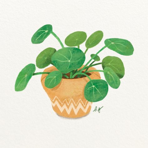 House Plant Drawing - Pilea Pilea, also known as the Chinese Money Plant, is a beautiful foliage plant believed to be a symbol of abundance and good fortune in Chinese culture.   Because of its round and cute leaf shape, it has several nicknames like UFO plant, pancake plant, lefse plant or missionary plant. May this plant, which I have grown for several years, will continue to bring abundance and good luck to my home. :-) #plantillustration  #houseplants  #indoorplants  #illustration #bot... Money Plant Drawing, Abundance Illustration, Houseplants Illustration, House Plant Drawing, Bud Illustration, Houseplant Illustration, Pancake Plant, Chinese Money Plant, Money Plant