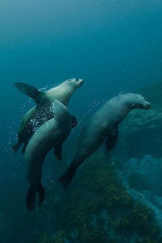 Fur seals, Jervis Bay, Australia. Seal Swimming Underwater, Seals Underwater, Selkie Story, Sea Mythology, Seal Underwater, Cold Ocean, Fur Seal, Elephant Seal, Save Our Oceans