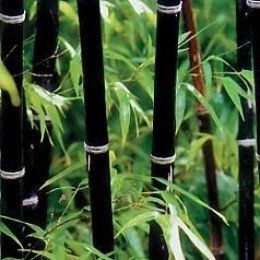 Bamboo Privacy Screen, Bamboo Plant Care, Phyllostachys Nigra, Bamboo Landscape, Clumping Bamboo, Stone Landscape, Bamboo Privacy, Bamboo Seeds, Veneer Stone