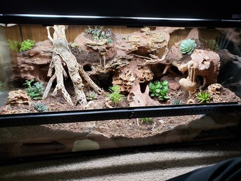 Custom Leopard Gecko Enclosure, Bioactive Hognose Enclosure, Naturalistic Reptile Enclosure, Leopard Gecko Natural Habitat, Leopard Gecko Terrarium Ideas Bioactive, Bioactive Corn Snake Enclosure, Asian Forest Scorpion Enclosure, Bioactive Leopard Gecko Enclosure, Hognose Snake Enclosure Ideas