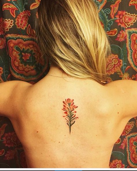 My Indian paintbrush Indian Paintbrush Flowers Tattoo, Indian Paintbrush Tattoo Black And White, Bluebonnet And Indian Paintbrush Tattoo, California Wildflowers Tattoo, Kk Tattoo, Indian Paintbrush Tattoo, Idaho Wildflowers, Paintbrush Tattoo, Indian Paintbrush Flowers