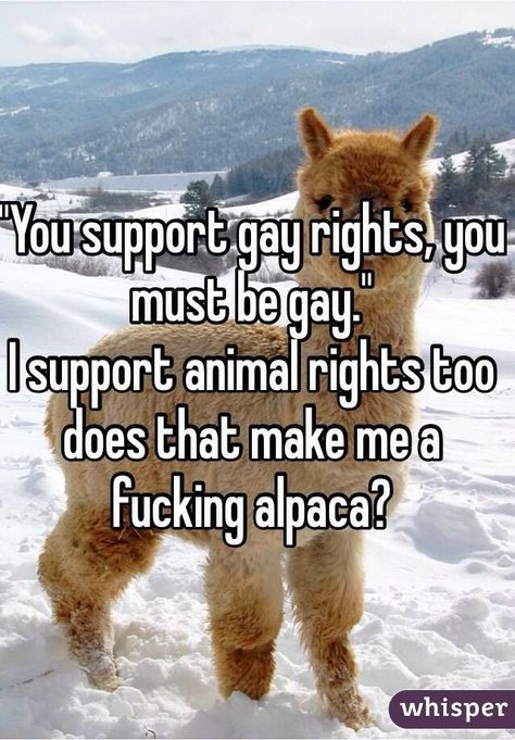 Gay Rights, Alpaca, The Story, Memes