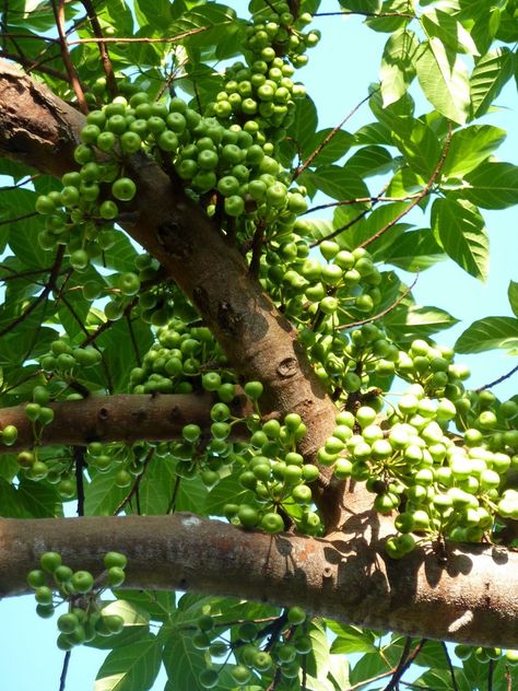 Cluster Fig tree | Project Noah Fig Fruit Tree, Tree Project, Fig Fruit, Fruit Tree, Fruit Plants, Island Vibes, Fig Tree, Tropical Island, Tropical Fruit